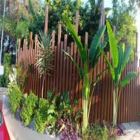 Hospital landscaping with tropical plantation