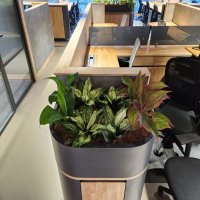 Office Plantation with Indoor Air Purifying Plants